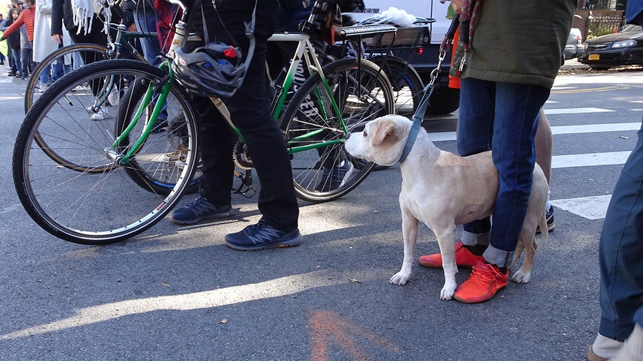 dogs-of-nyc-marathon-28.jpg