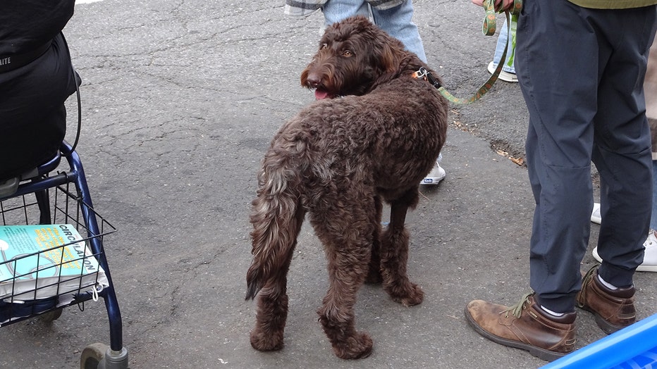 dogs-of-nyc-marathon-46.jpg