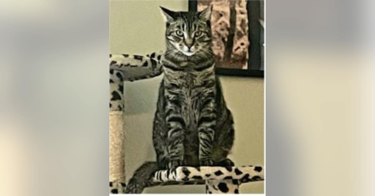 Authorities offer $3K reward after shooting death of cat in Bucks ...