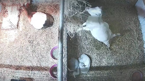 Farm surveillance video shows moment small earthquake rattles rural Alabama