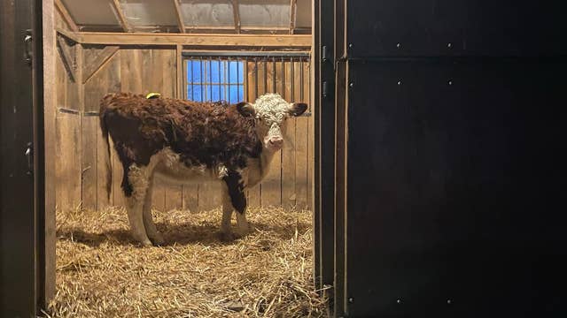 Cow that escaped NY slaughterhouse now at NJ sanctuary