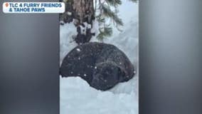 Amazing rescue: Dog ran away in August wildfire, rescued in feet of snow