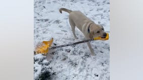 North Carolina dog ‘shovels snow’ after winter storm