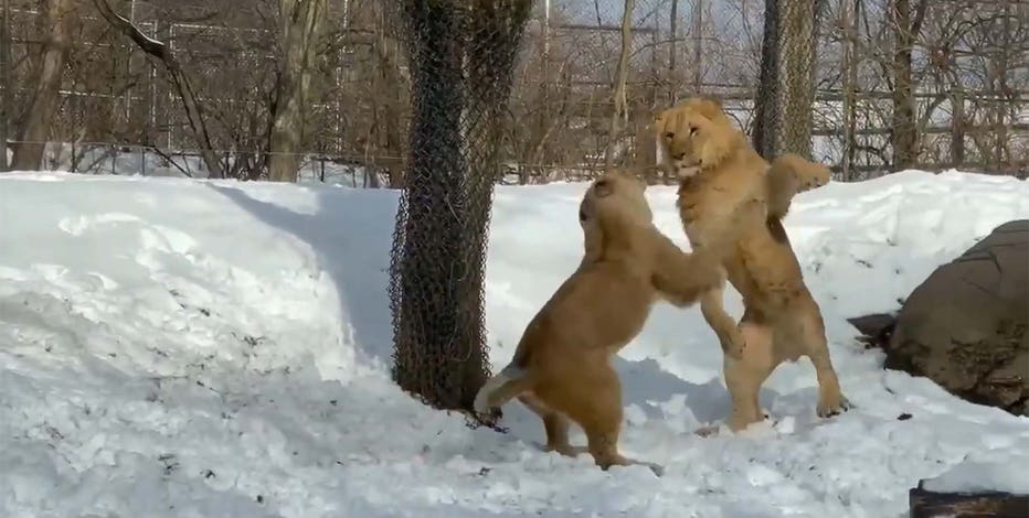 Lions Two-Point Conversion in Snow [GIFs]