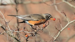 How the patterns of robins, other birds indicate seasons changing