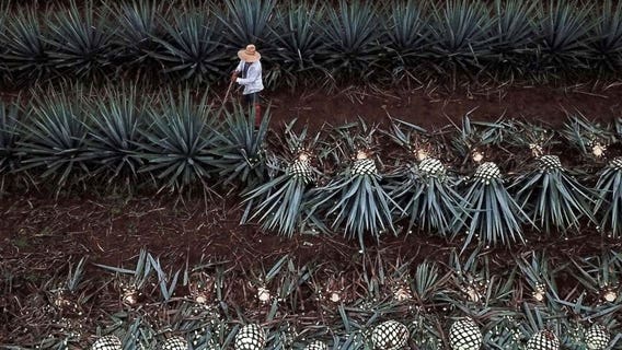 Tequila could become America’s favorite liquor, data trends show
