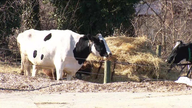 Philadelphia high school offers students hands-on farming classes