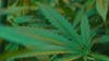 Pennsylvania House advances bill legalizing recreational marijuana