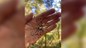 Invasive Joro spiders could take over East Coast, study says