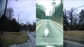 Talk of the town: Swan spotted strutting down street in Bucks County community