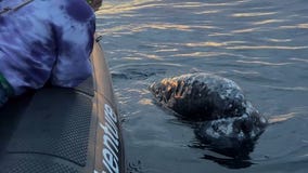 Gray whales give tour group 'most epic' encounter off Southern California coast