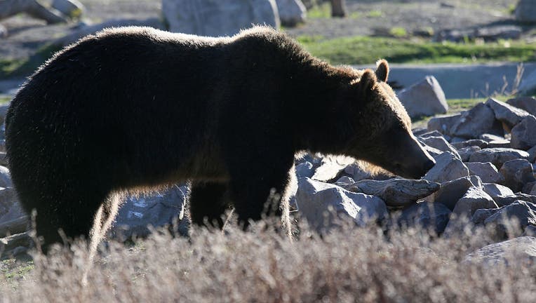 USA: Travel: Yellowstone National Park