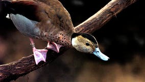 Zoos hiding birds as avian flu spreads in North America