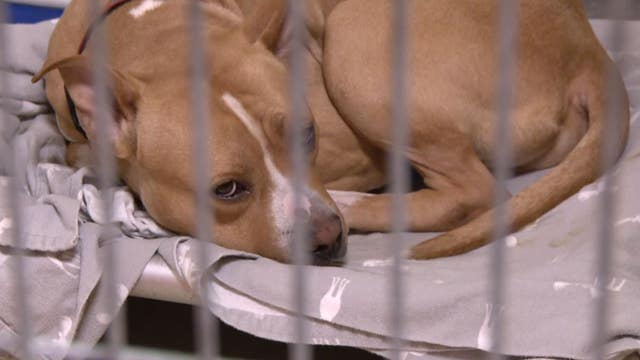 ACCT Philly overwhelmed with dog surrenders since the pandemic