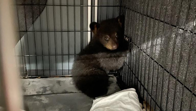 bear cub rescue