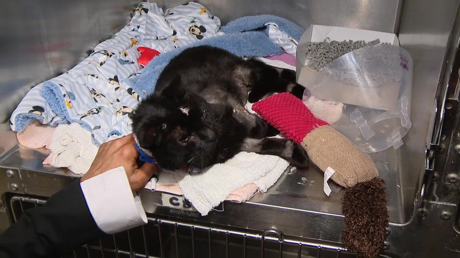 Buddy the cat adopted by veterinarian who cared for him after intentonal dog attack in Frankford