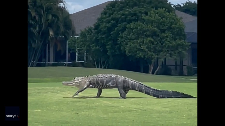 Storyful-271548-Huge_Gator_Strolls_Across_Florida_Golf_Course.00_00_06_22.Still001.jpg