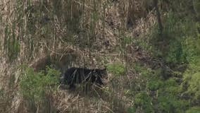 Bear spotted in Delaware County captured, will be released in less populated area, authorities say