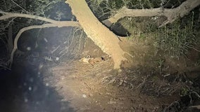 Dog clings to life after trapped for 16 hours in knee-deep mud along Alabama river