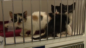 Itty Bitty Kitty Committee: ACCT Philly looking for volunteers to bottle-feed kittens