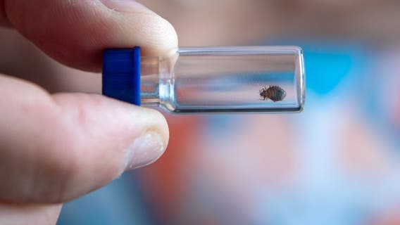 Delaware lawmakers eye tenant protections from bed bug infestations