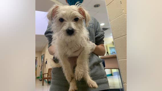 Women arrested in connection with the theft of a puppy from PSPCA headquarters, agency says