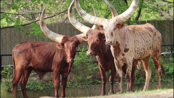 Philadelphia Zoo needs help naming its three newest residents: The Ankole-Watusi cattle
