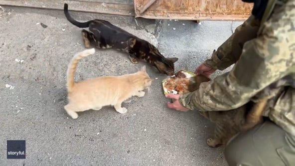 Ukrainian soldiers feed pets left behind in Kharkiv after neighborhood evacuated