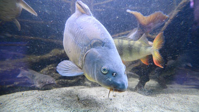 Cosmic carp: Pennsylvania man catches record fish in West Virginia lake