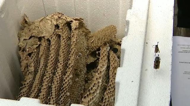 Areas seeing infestation of wasps as temperatures rise