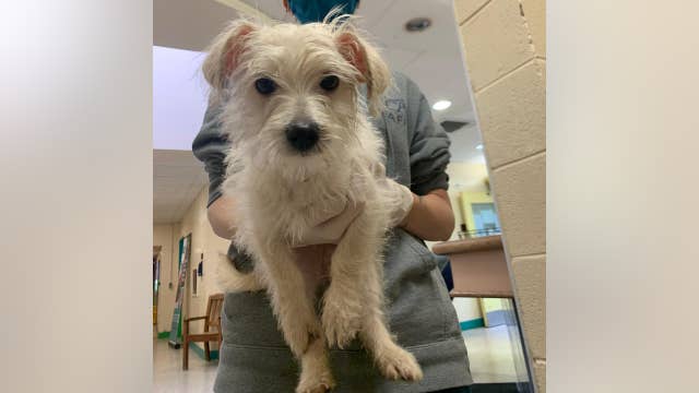 Women arrested in connection with the theft of a puppy from PSPCA headquarters, agency says