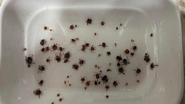 Tick season appears worse than normal; doctors advise prompt scrutiny after outdoor activities