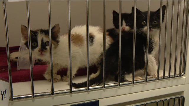 Itty Bitty Kitty Committee: ACCT Philly looking for volunteers to bottle-feed kittens