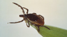 Powassan virus death in Connecticut