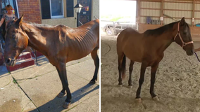 Darien, the horse found abandoned in Philadelphia, temporarily living at Bucks County ranch