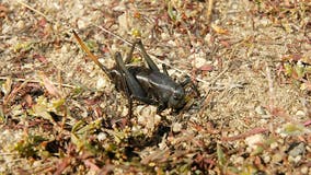 'Biblical' swarms of giant insects swarm Oregon farmland already impacted by warming temperatures