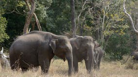 Elephant kills woman and returns to her funeral to attack her corpse