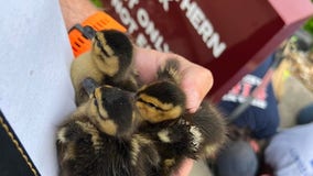 Firefighters get creative to save 5 ducklings from storm drain