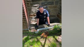 Pennsylvania police officer rescues fawn heard yelling in window well
