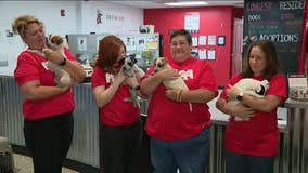 Searching for a furever home: Brandywine Valley SPCA holding mega adoption event