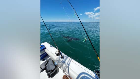 12-foot-long great white shark spotted near coast in Cape May County, Coast Guard says