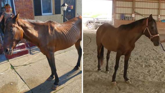 Darien, the horse found abandoned in Philadelphia, temporarily living at Bucks County ranch