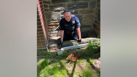 Pennsylvania police officer rescues fawn heard yelling in window well
