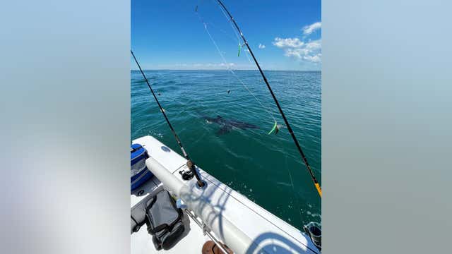 12-foot-long great white shark spotted near coast in Cape May County, Coast Guard says