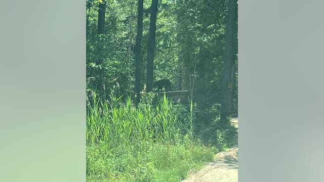 Black bear on the loose near Route 9 in Ocean County, officials say
