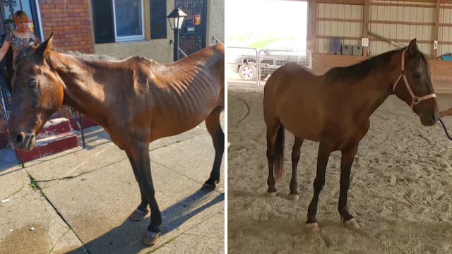Darien, the horse found abandoned in Philadelphia, temporarily living at Bucks County ranch