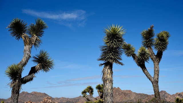 California debates listing western Joshua tree as threatened