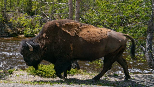 West Chester resident 2nd visitor in 3 days gored by Yellowstone park bison