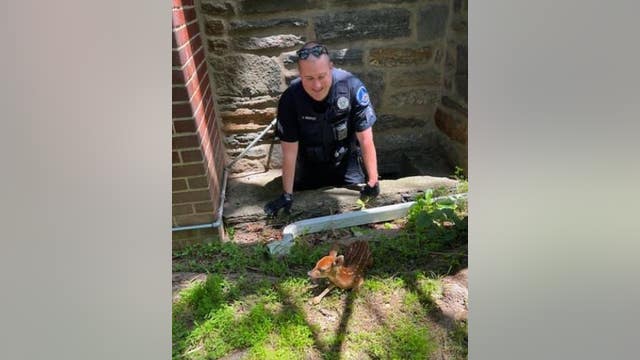 Pennsylvania police officer rescues fawn heard yelling in window well