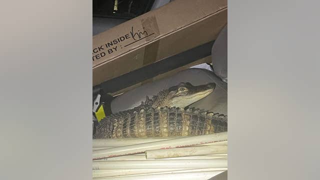 Alligator avoids charges, suspect arrested following car chase in Michigan